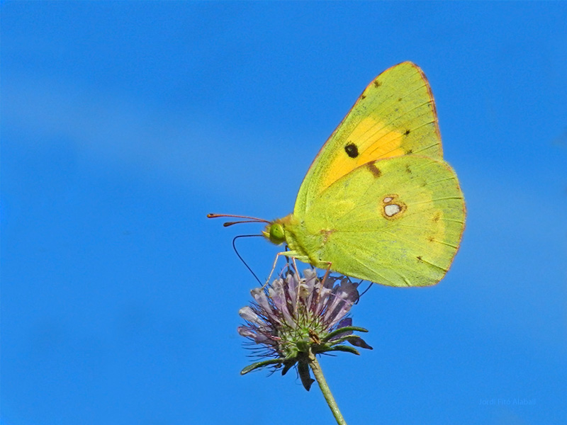 Colias sp.