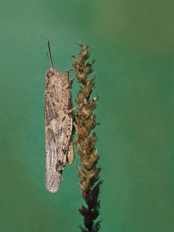 Sphingontus sp.