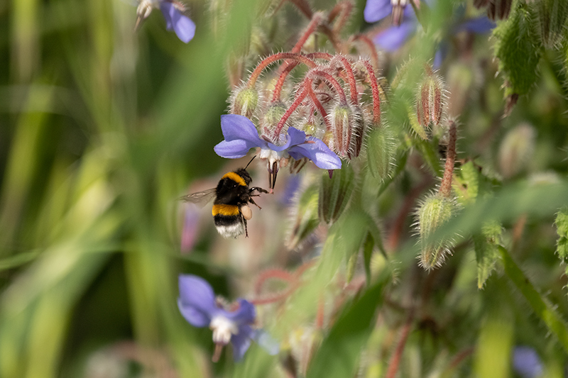 Borinot comú (Bombus terrestris)