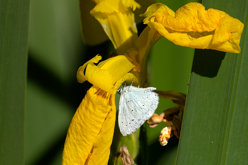 Celastrina argiolus.