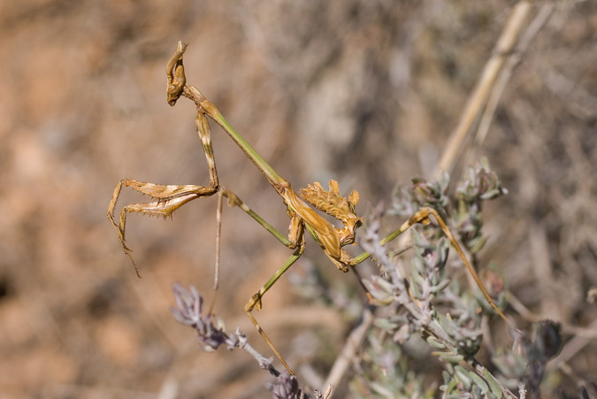 Larva d'Empusa pennata