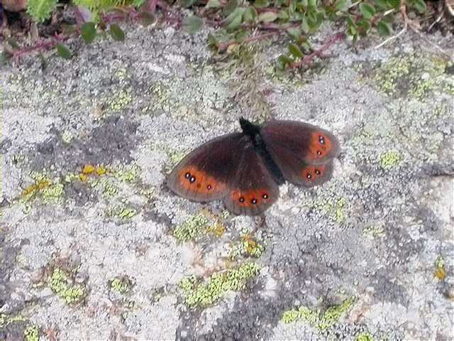 Erebia neoridas