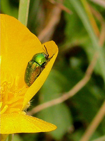 Cryptocephalus hypochaeridis ?