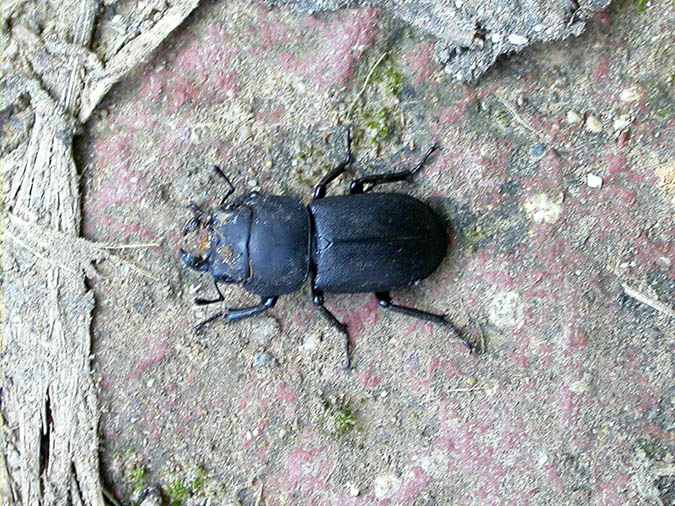 Ciervo volante menor, petite biche (Dorcus parallelipipedus)