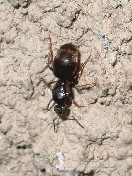 Camponotus ligniperda