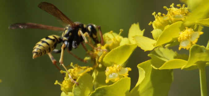 Vespa paperera o polístid  (Polistes gallicus),