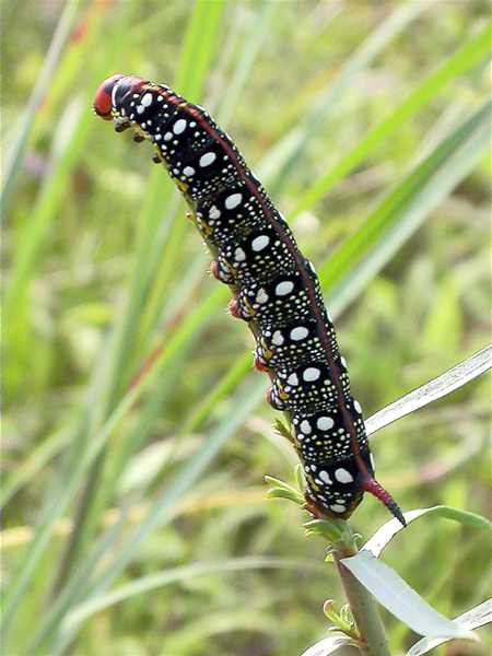 Eruga d'Esfinx de les lletereses, Esfinge de las lechetreznas (Hyles euphorbiae)