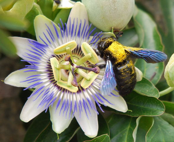 Flor de la pasionària