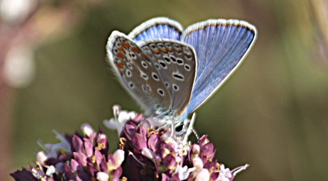 Blaveta comuna Lysandra bellargus