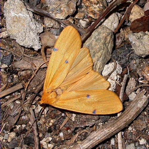 Femella de Lithosia quadra