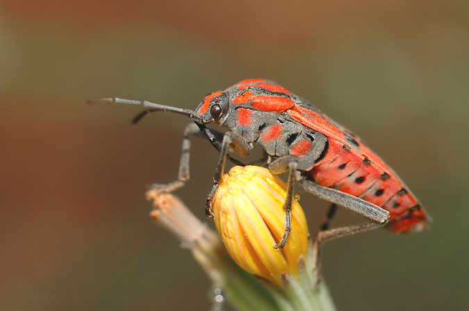 heterópter vermell (lygaeus saxatilis)