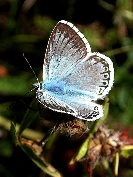 Polyommatus coridon