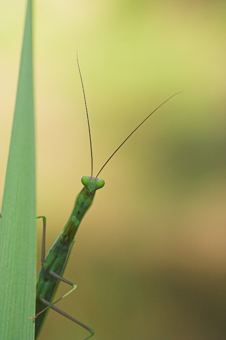 Mantis no determinada