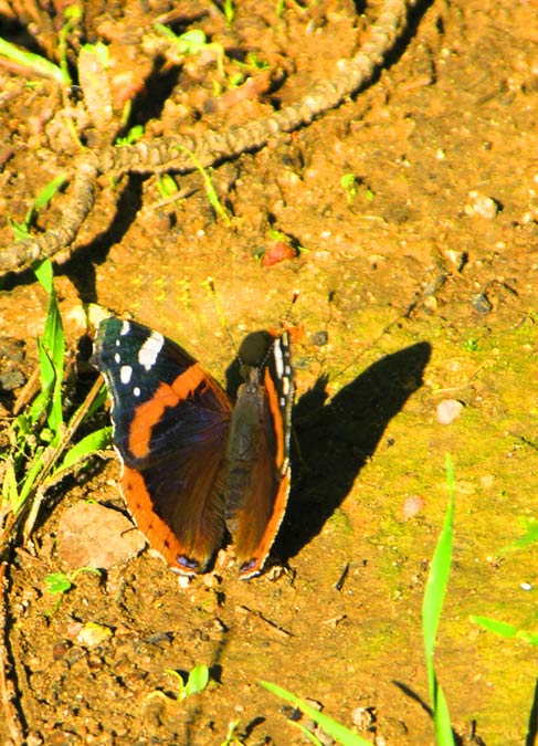 Vanessa Atalanta