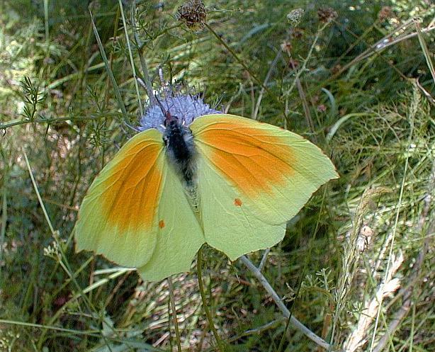 Gonepteryx cleopatra