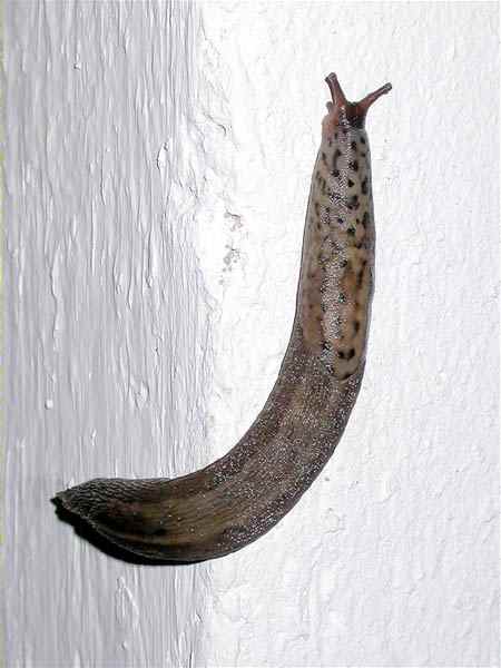 Limax maximus