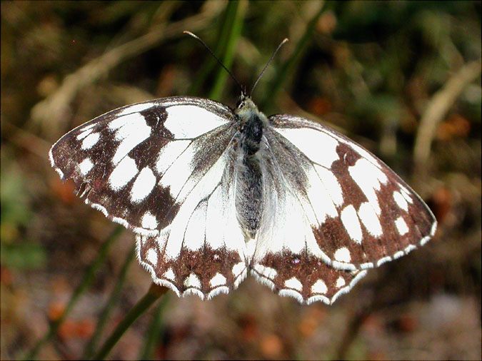 Melanargia lachensis