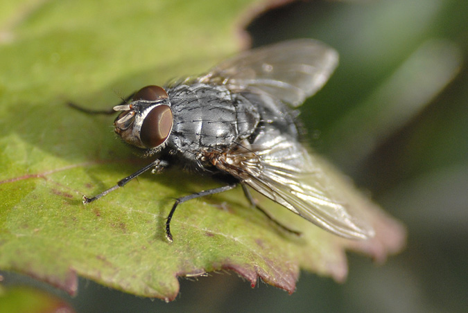 moscarda (Sarcophaga carnaria)