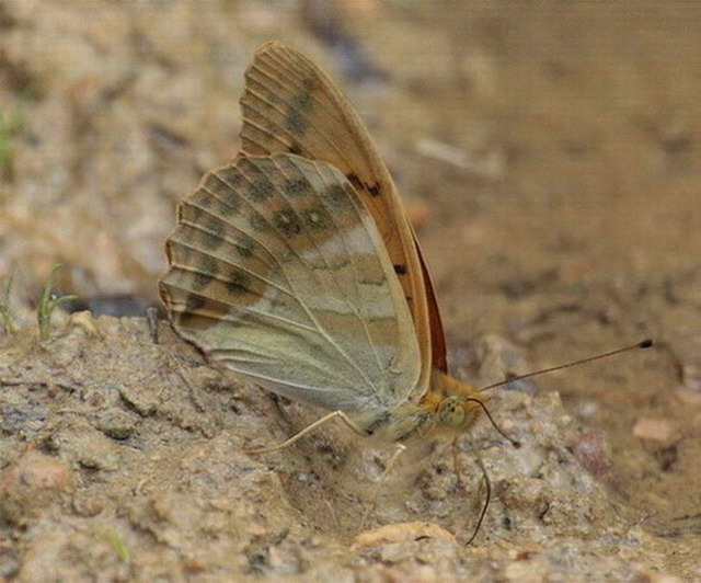 Argynnis paphia