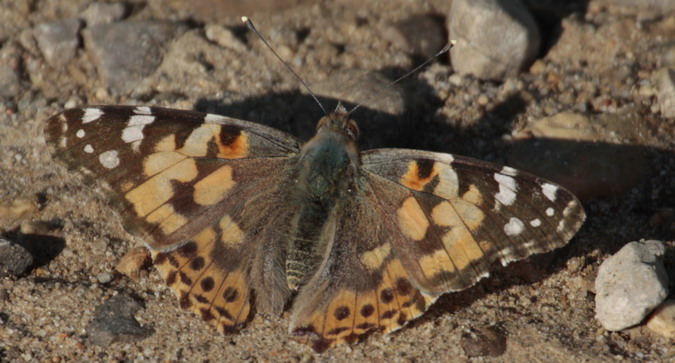 Vanessa cardui