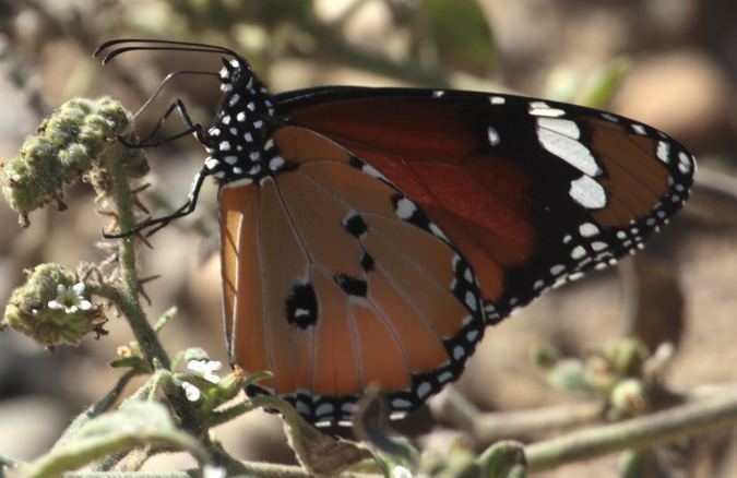 Papallona tigre Danaus chrysippus