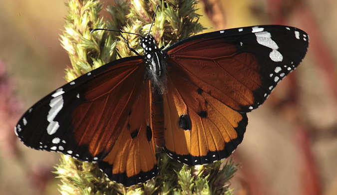 Papallona tigre Danaus chrysippus