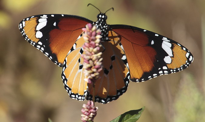 Papallona tigre Danaus chrysippus