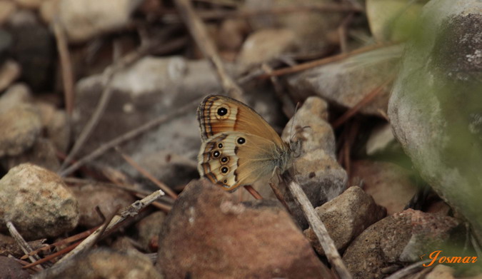 Coenonympha dorus