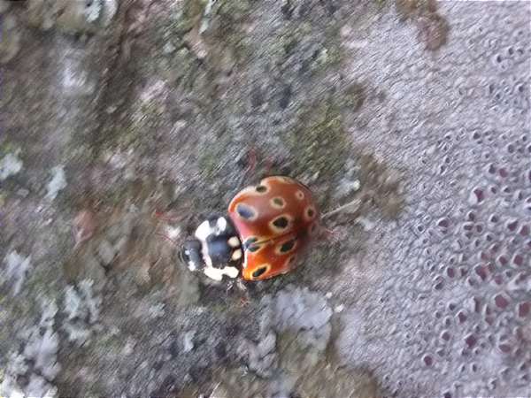 Mariquita ocelada (Anatis ocellata)