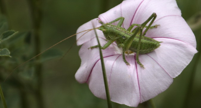 Conocephalus dorsalis