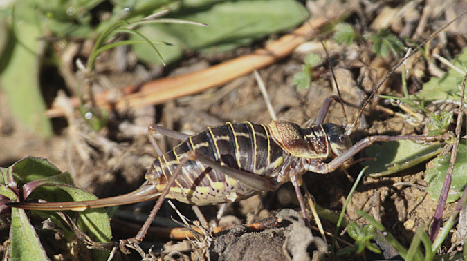 Somareta (Ephippiger ephippiger)