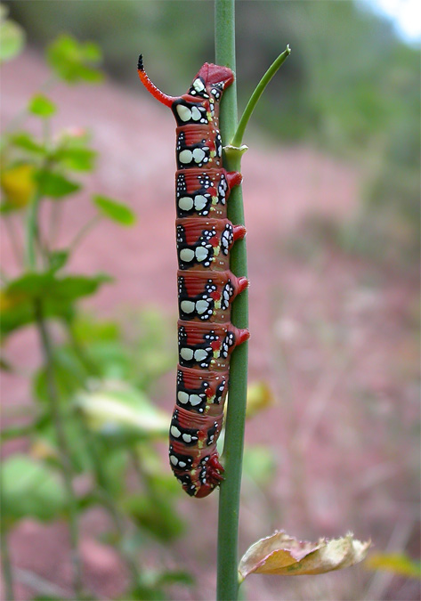 Eruga de Hyles euphorbiae