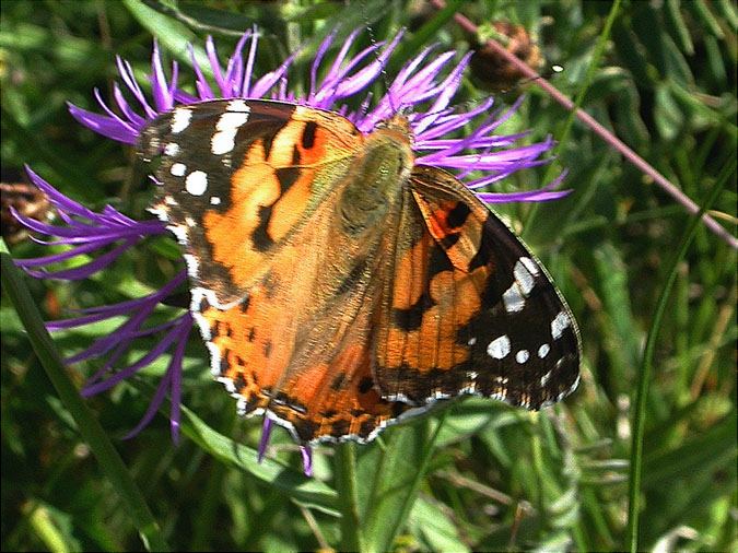 Cardera (Vanessa cardui)