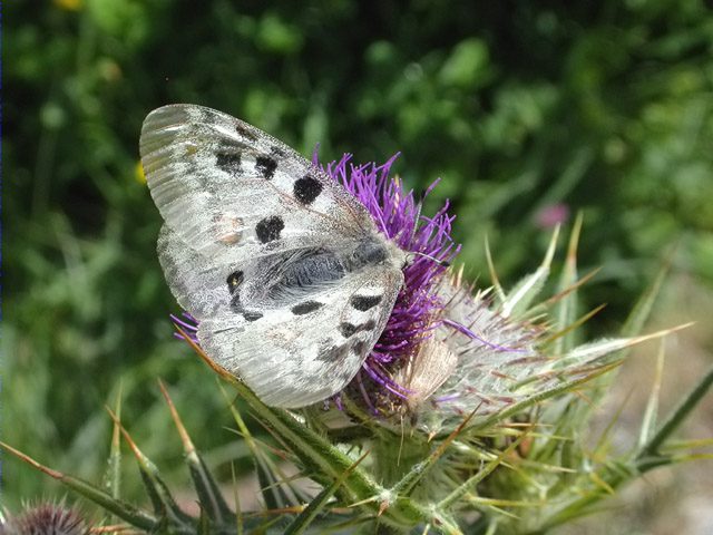 Parnassius apollo