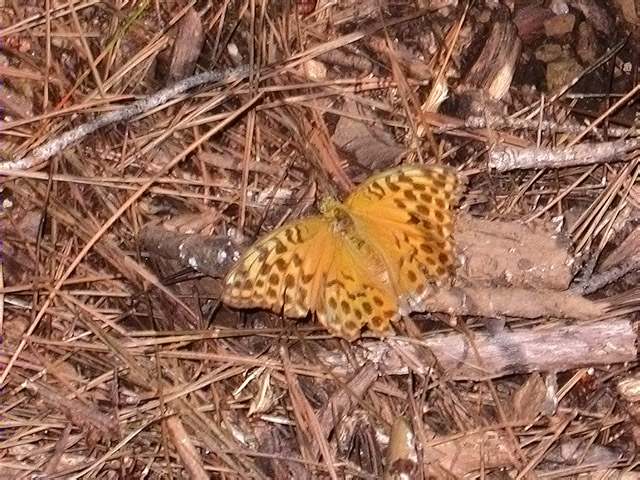 Argynnis paphia