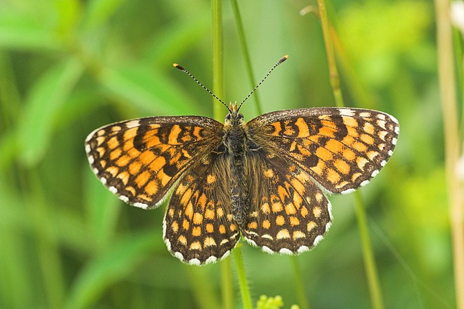 Papallona desconeguda 1