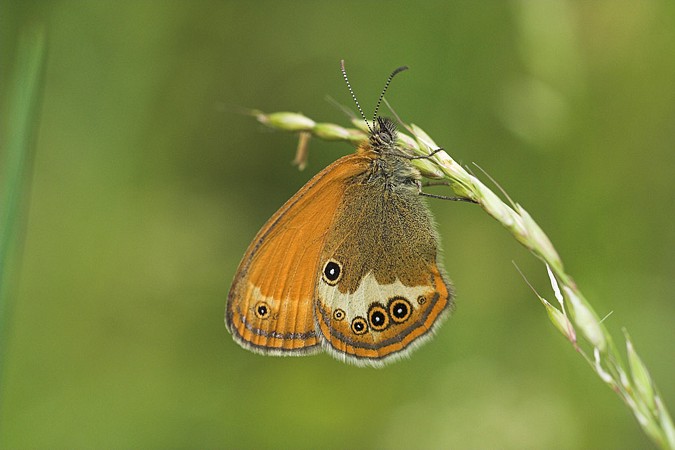 Papallona (Coenonympha arcania)