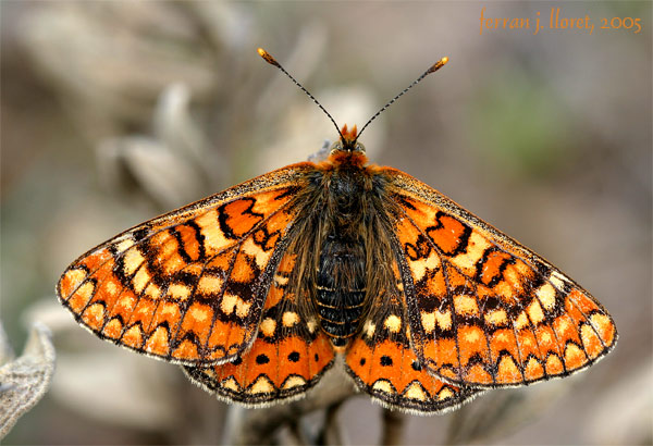 Euphydryas aurinia