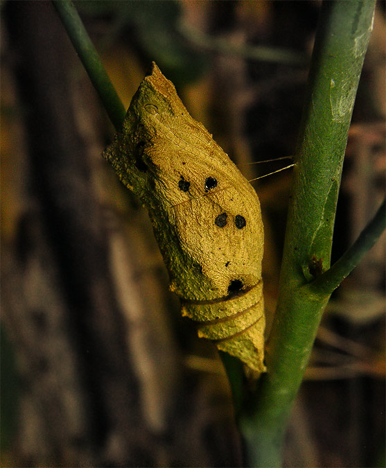 Papilio machaon