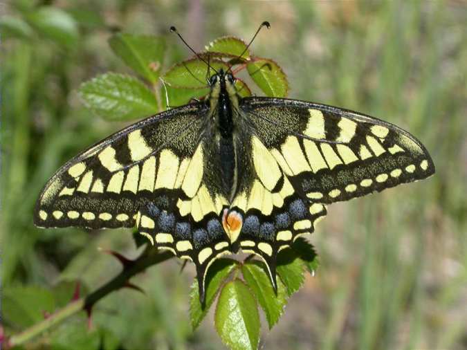 Papilio machaon