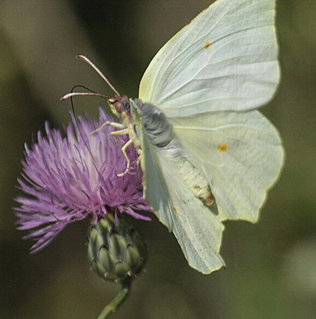 Gonepteryx cleopatra