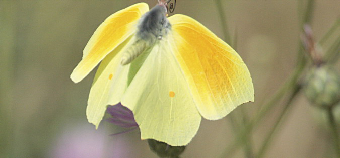 Gonepteryx cleopatra