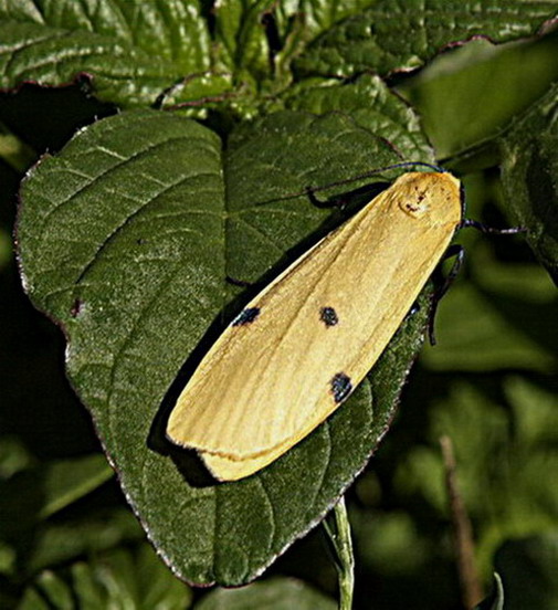 Quatre taques lacai, Lithosia Quadra