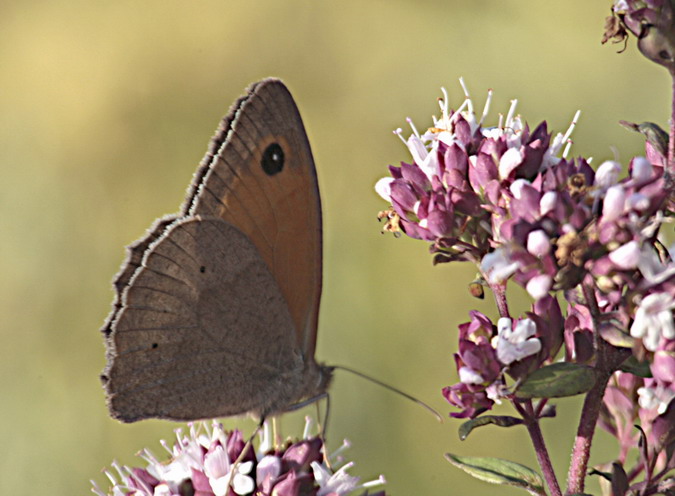 Maniola jurtina