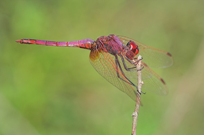 Helicòpter (Simpetrum striolatum)