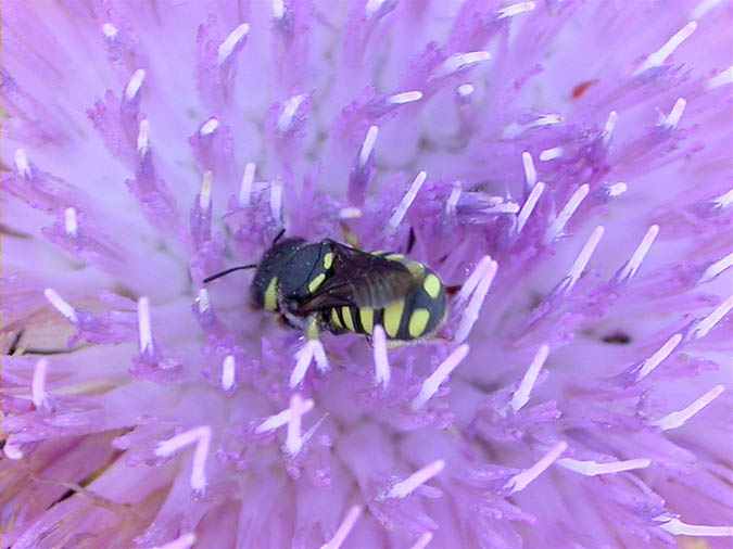 Anthidium strigatum