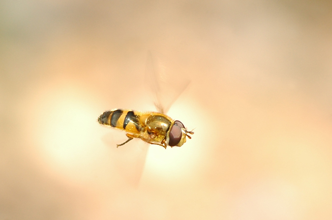 syrphus ribesii (syrphidae)