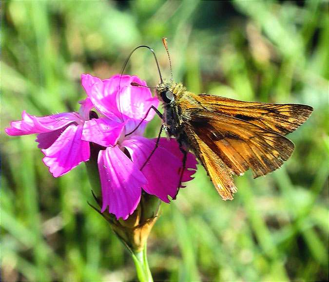 Ochlodes venatus