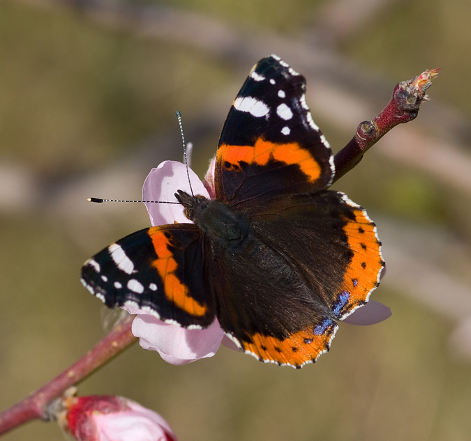 Vanesa atalanta