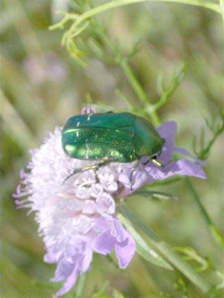 Cetonia aurata